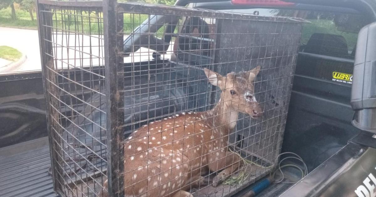 El ciervo que aparecioacute en el Bordm Los Telefoacutenicos estaacute bien cuidado sano y salvo en una reserva de Lavalle