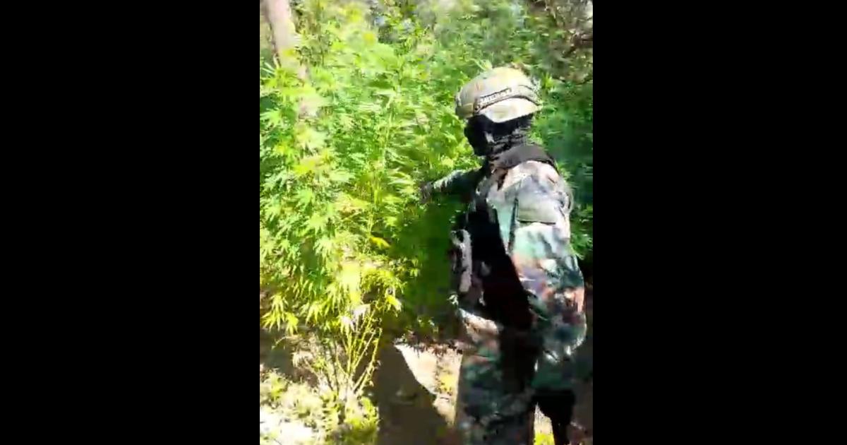 Invernadero narco bandentildeo- 1200 plantas de marihuana cae un soldado y hay proacutefugos