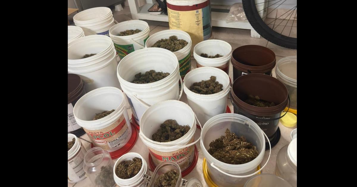 Invernadero narco bandentildeo- 1200 plantas de marihuana cae un soldado y hay proacutefugos
