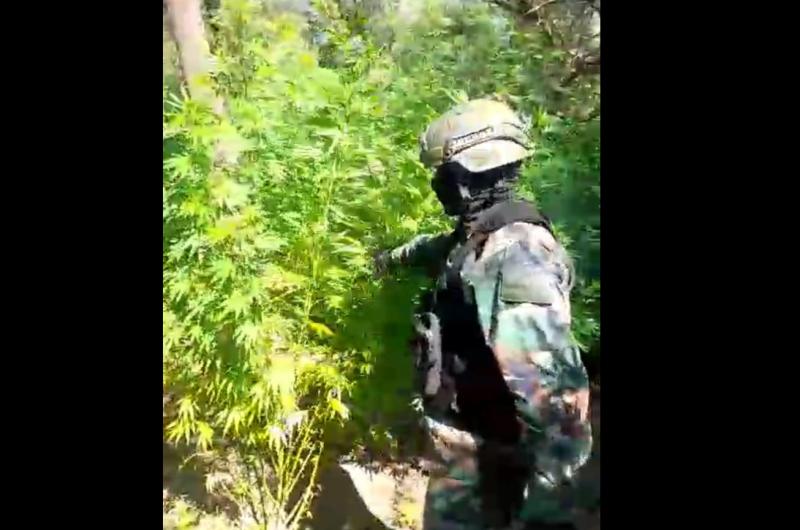 Invernadero narco bandentildeo- 1200 plantas de marihuana cae un soldado y hay proacutefugos