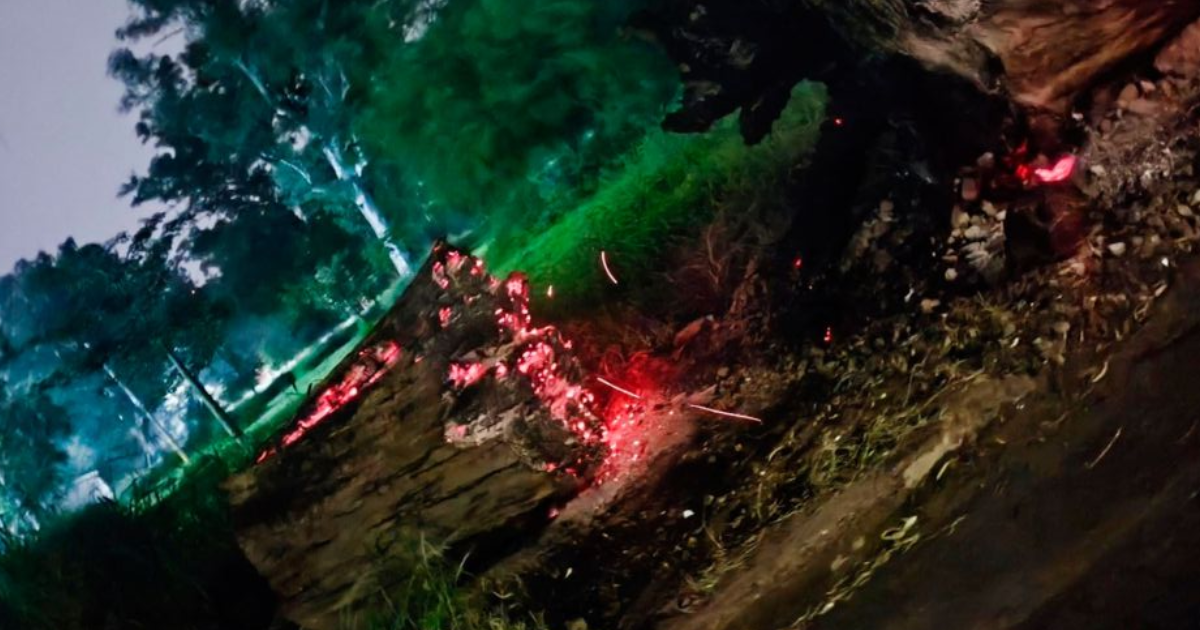 El eucalipto quedó partido en dos (Foto- gentileza Luis Veliz)