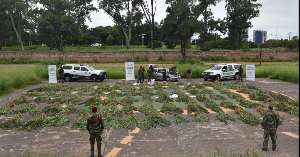PLANTAS DE COLECCIÓN- El n�mero generó perplejidad entre los funcionarios El �nico imputado fue beneficiado con arresto domiciliario Y todo el foco est� centrado en un tal Claudio