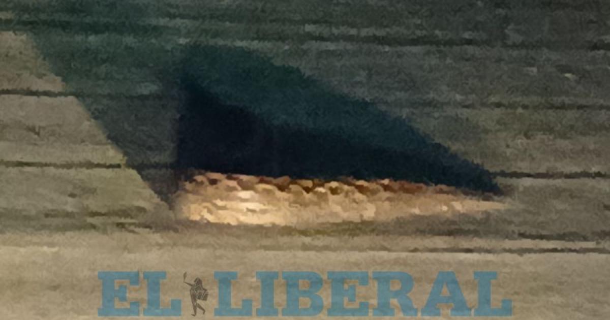 Sorpresa en la Costanera Sur- captaron en video a un lampalagua de casi tres metros