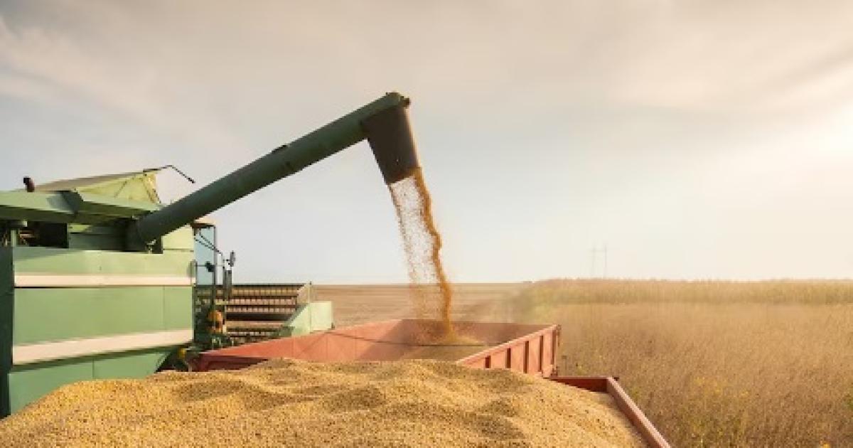 La sequiacutea habriacutea achicado en 600000 toneladas la produccioacuten de soja