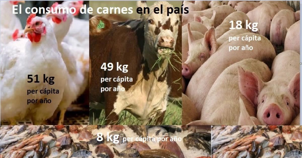 DISTRIBUCIÓN De acuerdo con los datos de Ciccra la carne vacuna participa con 49 kilos por año por habitante el pollo con 51 kg y el cerdo con 18 kg