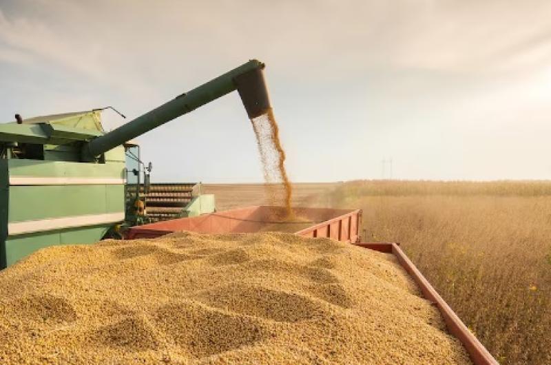 La sequiacutea habriacutea achicado en 600000 toneladas la produccioacuten de soja