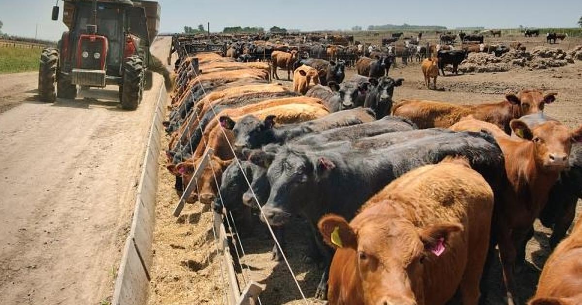 La exportacioacuten de carne absorbe maacutes del 50-en-porciento- del ganado criado en corrales