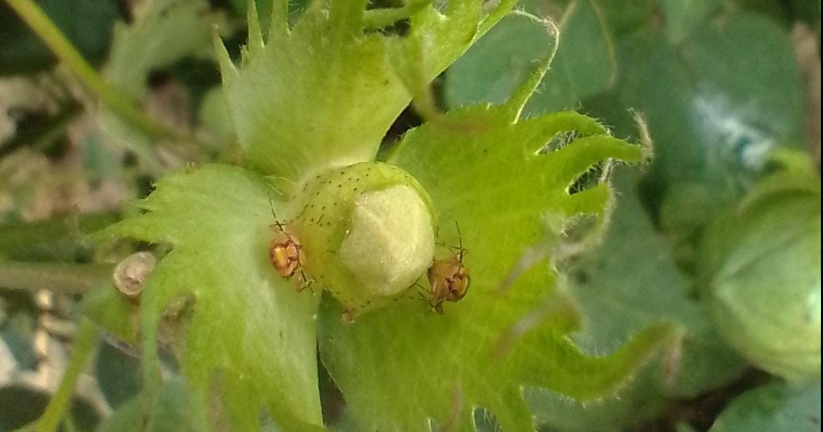 La AER Fernaacutendez del INTA detectoacute amenazas de plagas en el algodoacuten