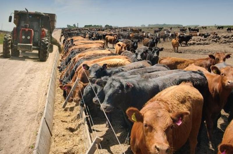 La exportacioacuten de carne absorbe maacutes del 50-en-porciento- del ganado criado en corrales