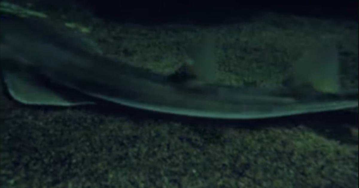 El documental Pescadores amp Guitarras logroacute que el pez guitarra fuera excluido del tradicional concurso de pesca