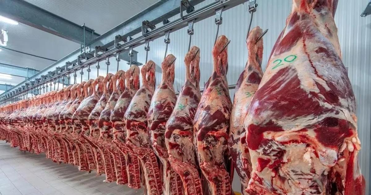 (Foto- Agencia NARedes)