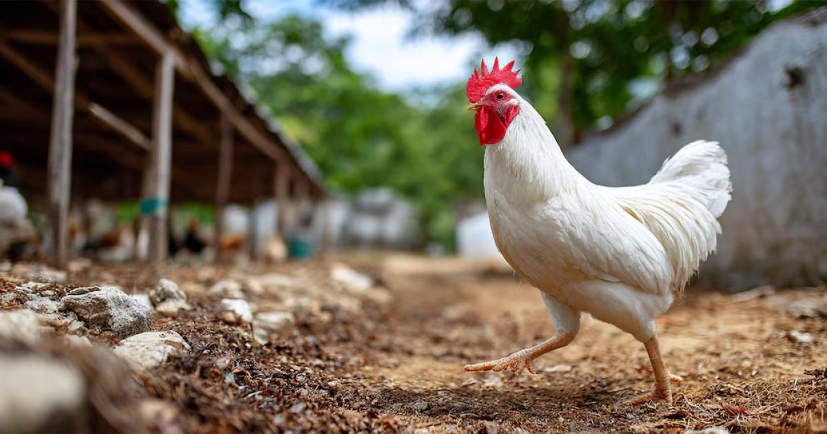  (Imagen Ilustrativa Infobae)