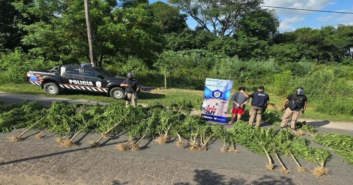 Descubren un vivero de marihuana en La Daacutersena- 69 plantas a la vera de un acequia