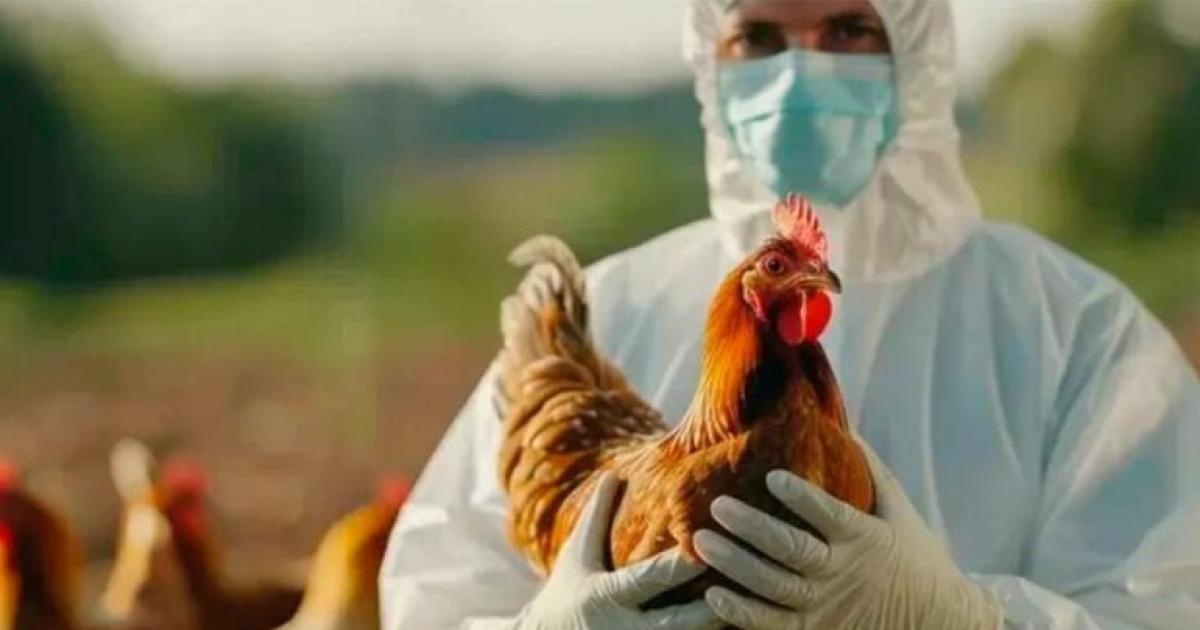 Por un caso de influenza aviar la Argentina suspendioacute las exportaciones