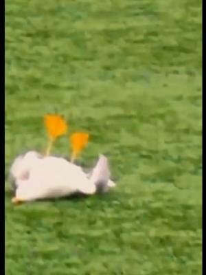 VIDEO  Fuacutetbol y humanidad- derribaron una gaviota de un pelotazo y la revivieron con RCP