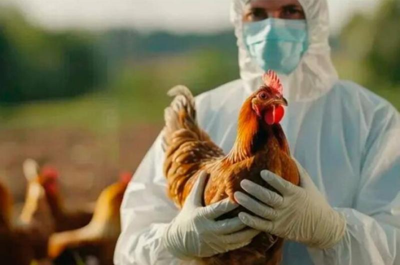Por un caso de influenza aviar la Argentina suspendioacute las exportaciones