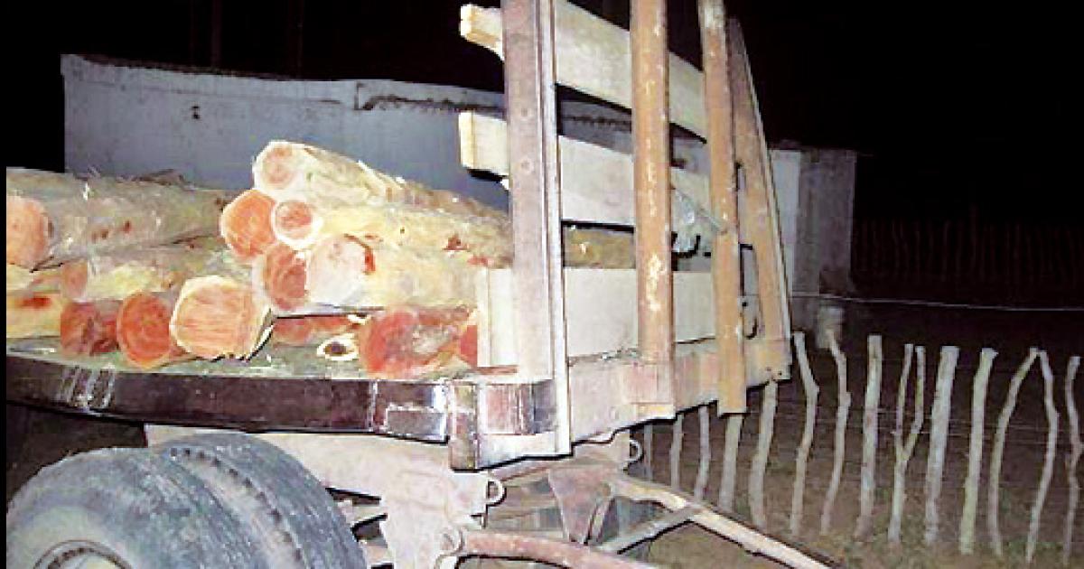 Saqueo silencioso- denuncian un robo sistemaacutetico de madera