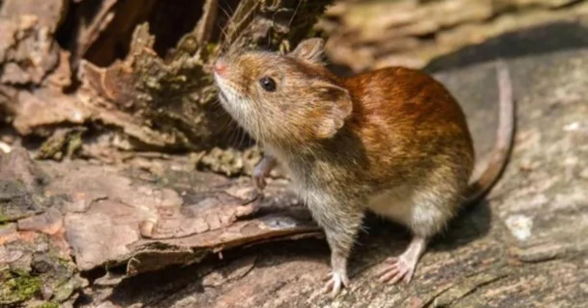 Preocupacioacuten por la muerte de un hombre de 39 antildeos por hantavirus- aislaron a siete personas