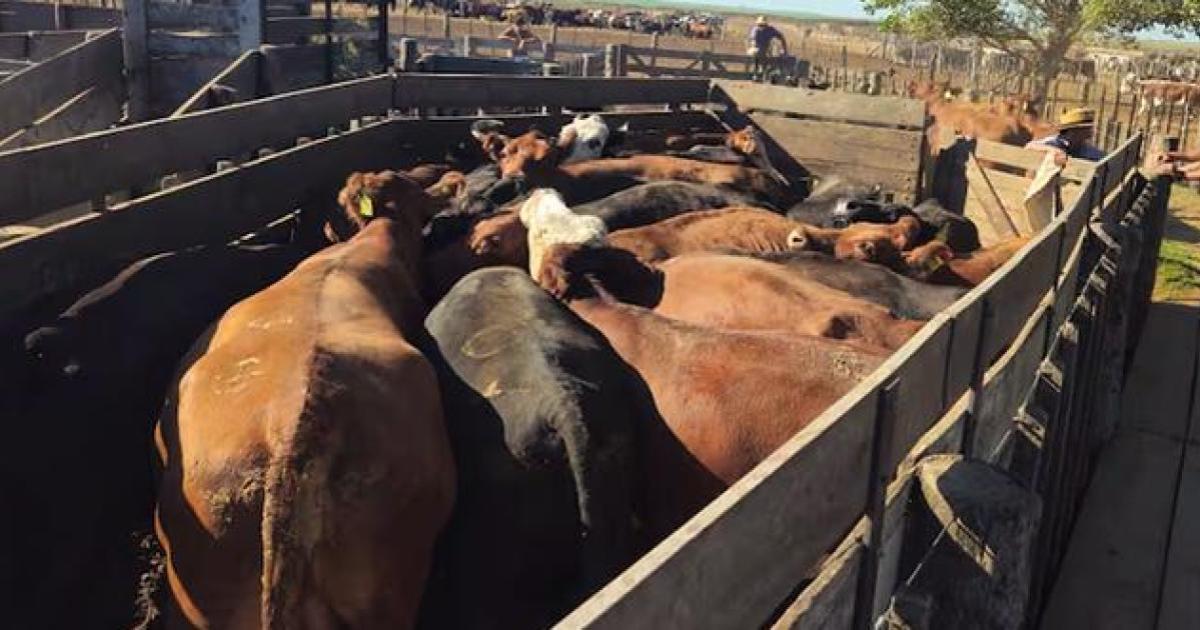 Prorrogan detencioacuten de un subcomisario por adulterar documento para transportar ganado