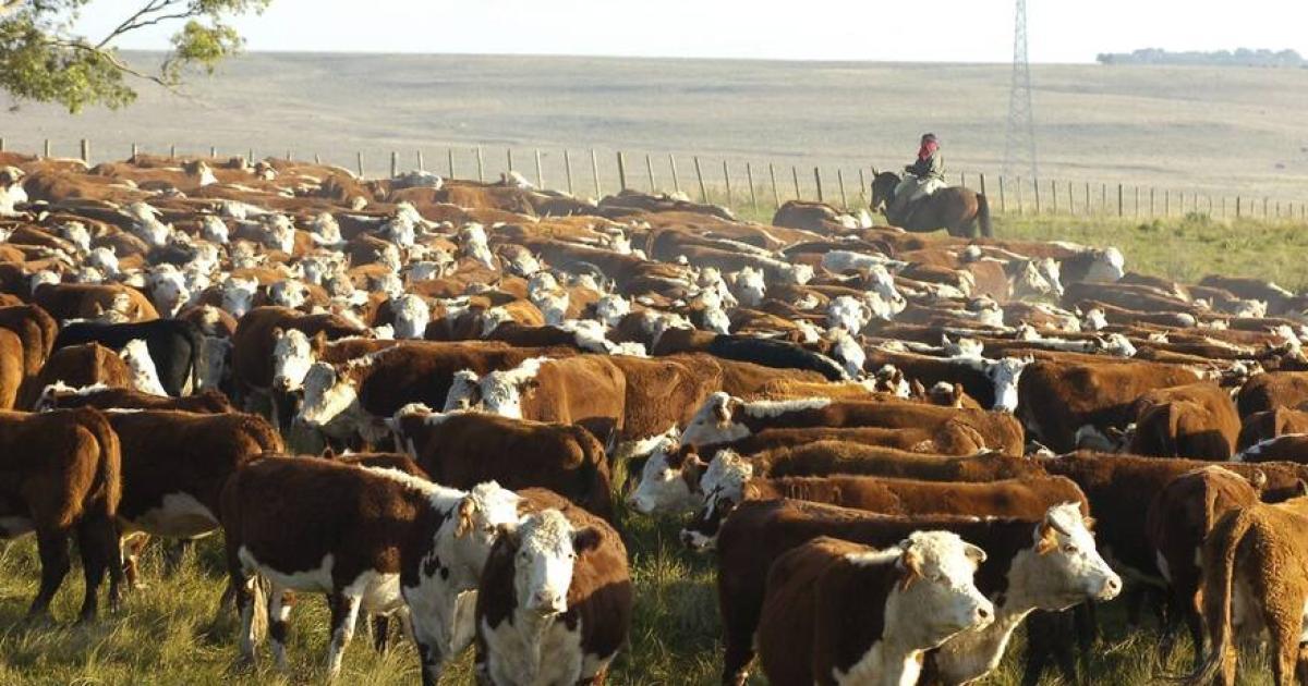 MISTERIO Las vacas aguardaban el viaje en un campo de Malbrn pero el trmite no prosperó