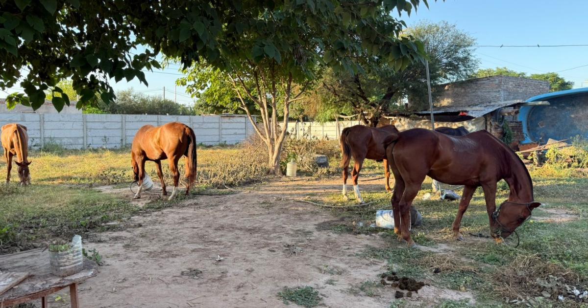 Robaron cinco caballos de polo valuados en US 30000 y aparecieron en una casa del Bordm Beleacuten