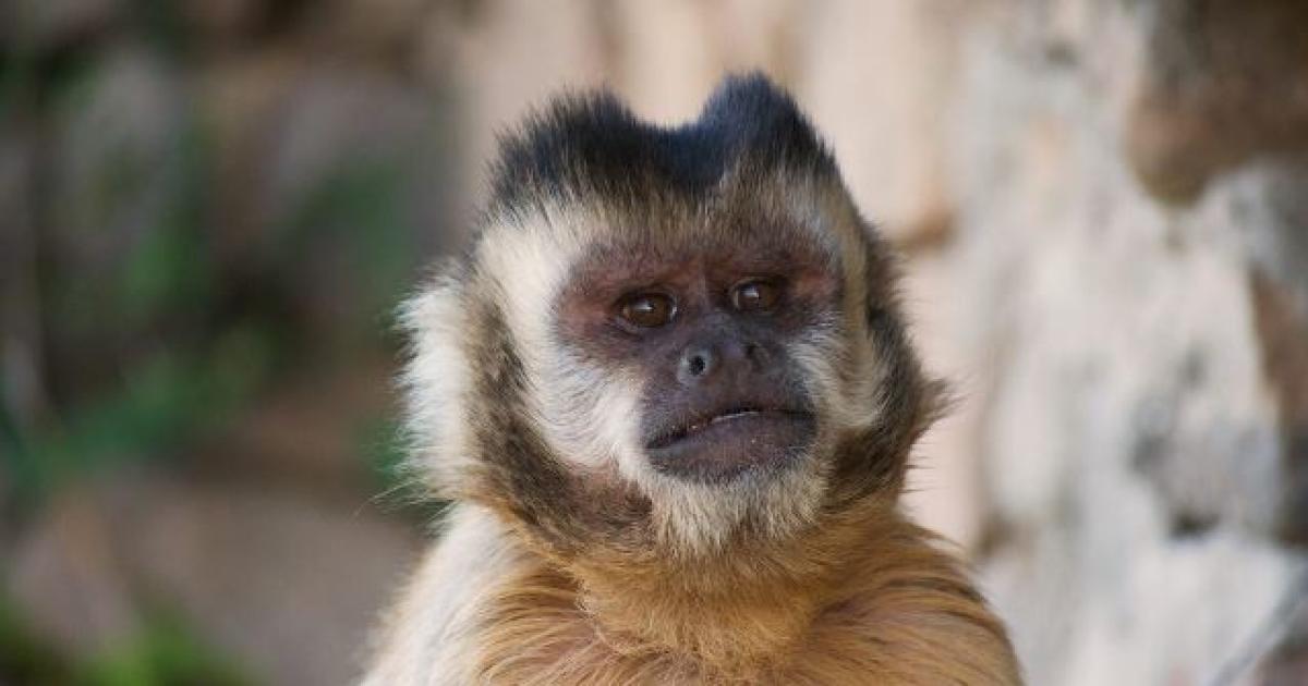 Insoacutelito- una mujer denuncioacute que fue mordida por una mona en un predio del barrio IV Centenario