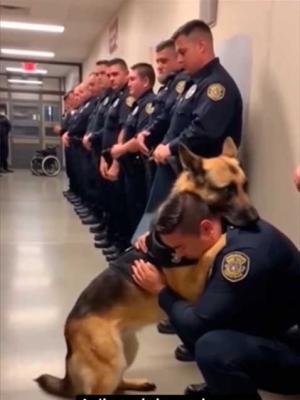 Emotivo homenaje al oficial Rex un perro policiacutea integrante de la PSA