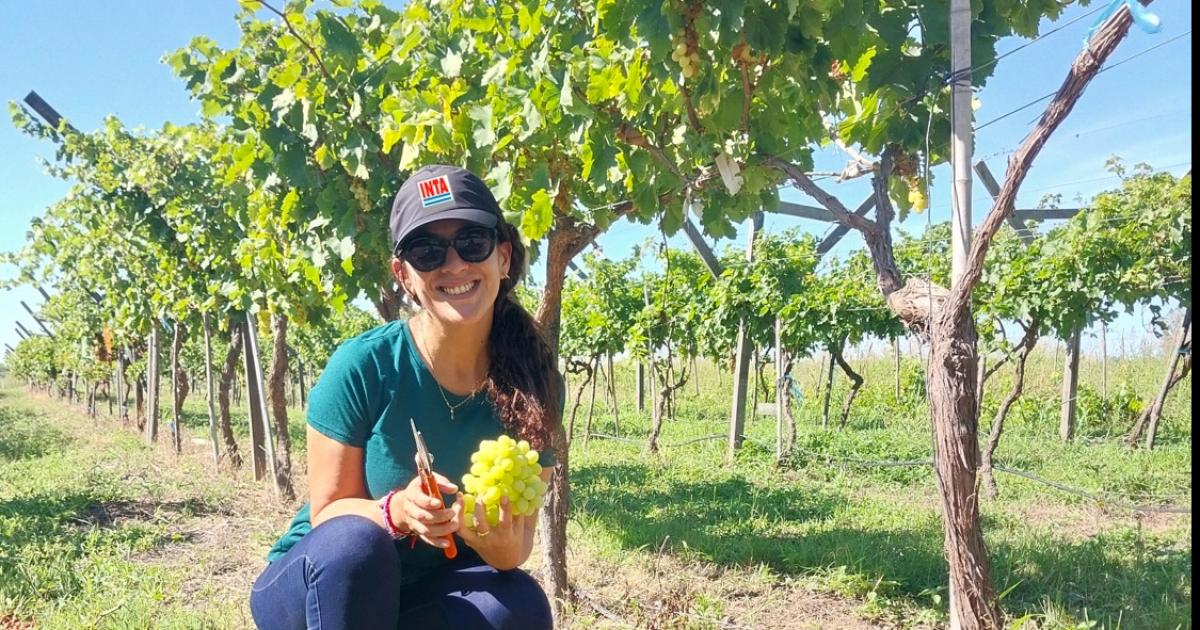 Investigan el potencial provincial para producir uva de mesa temprana