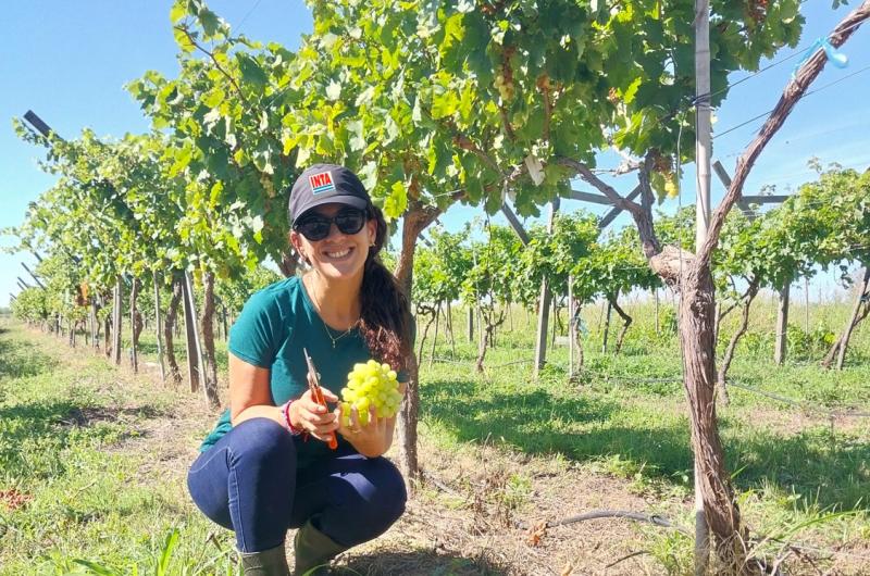 Investigan el potencial provincial para producir uva de mesa temprana