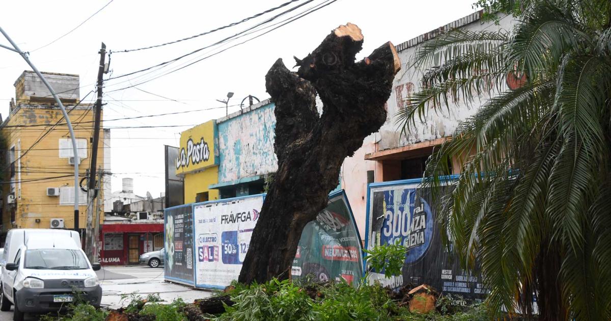 Fuerte multa por dantildeo ambiental tras poda indebida en Alsina y Belgrano
