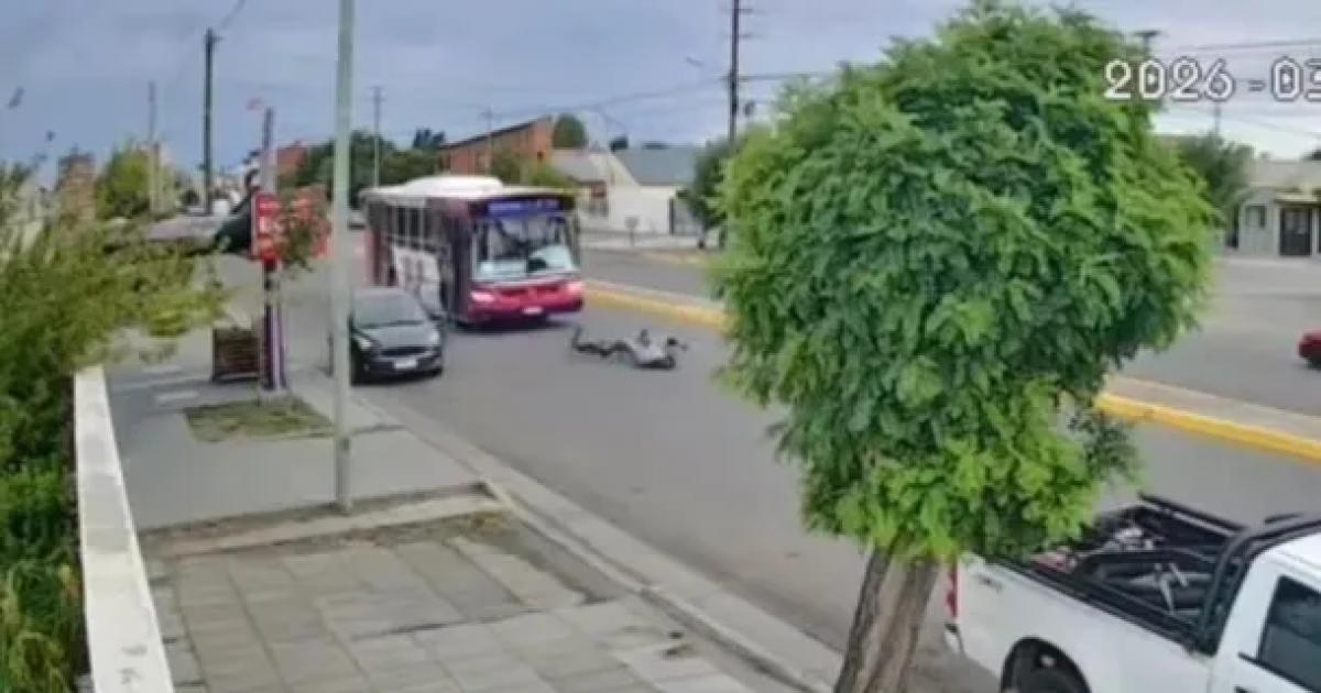 TERRIBLE VIDEO Abrioacute la puerta sin mirar embistioacute a un ciclista y un colectivo casi produce una tragedia