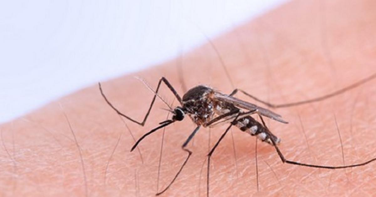 Confirman un nuevo caso de chikungunya en Tucumaacuten- se trata de una adolescente de 17 antildeos