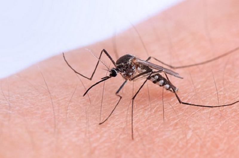 Confirman un nuevo caso de chikungunya en Tucumaacuten- se trata de una adolescente de 17 antildeos