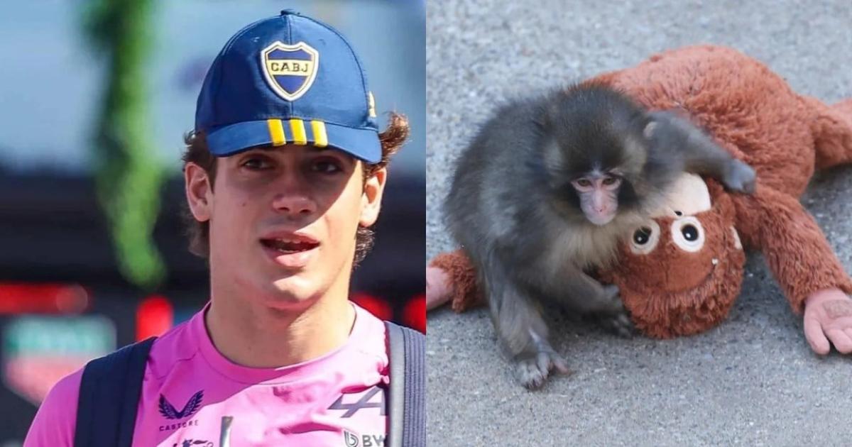 La revelacioacuten de Colapinto sobre el mono viral Punch que revolucionoacute a sus fanaacuteticos