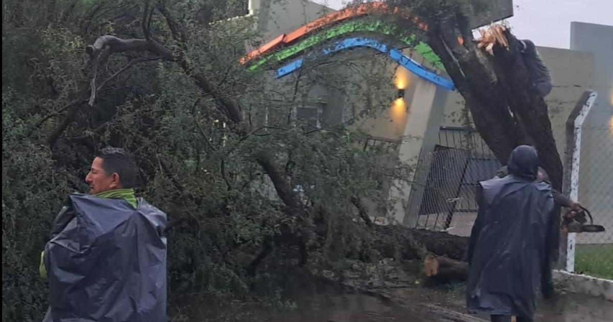El fuerte viento y el agua provocaron la caiacuteda de aacuterboles en Las Termas