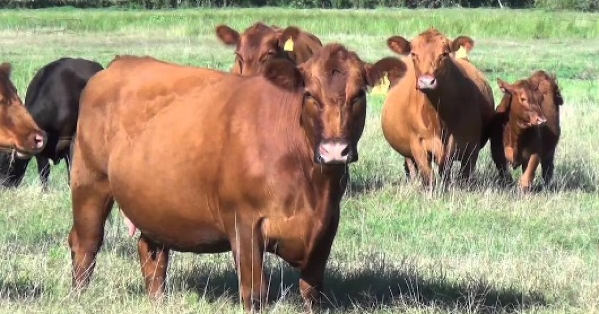 SECTOR Desde el Gobierno provincial buscan integrar las diferentes actividades que se realizan para agregar valor a la producción