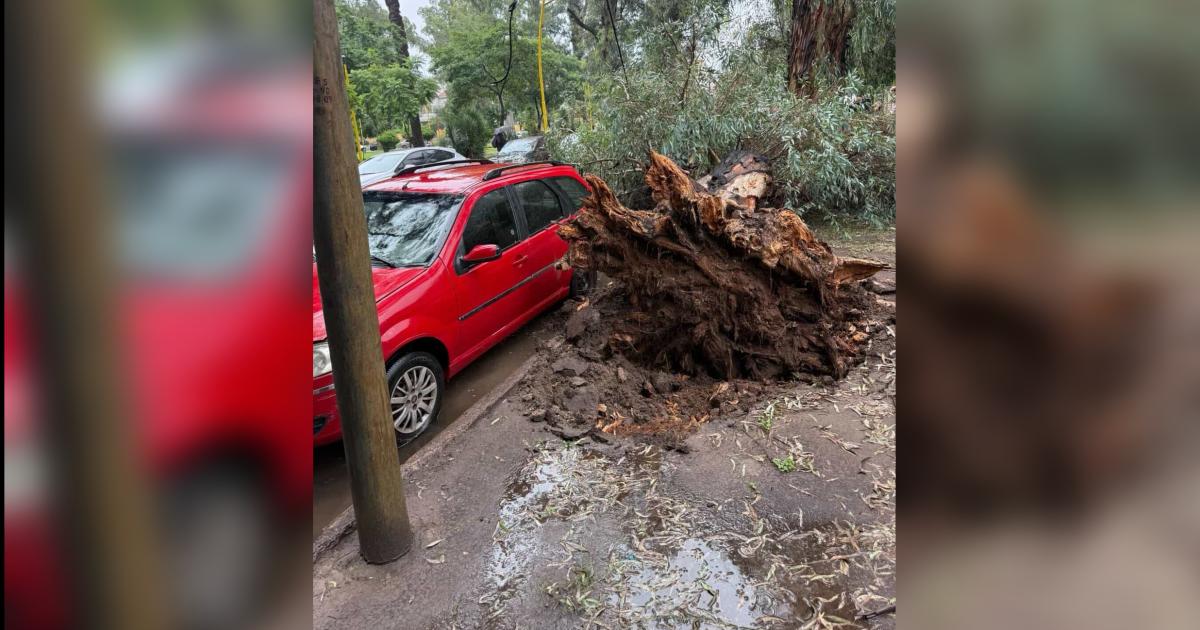Temporal en la Capital- cayoacute un eucalipto en el Parque Aguirre y dantildeoacute autos