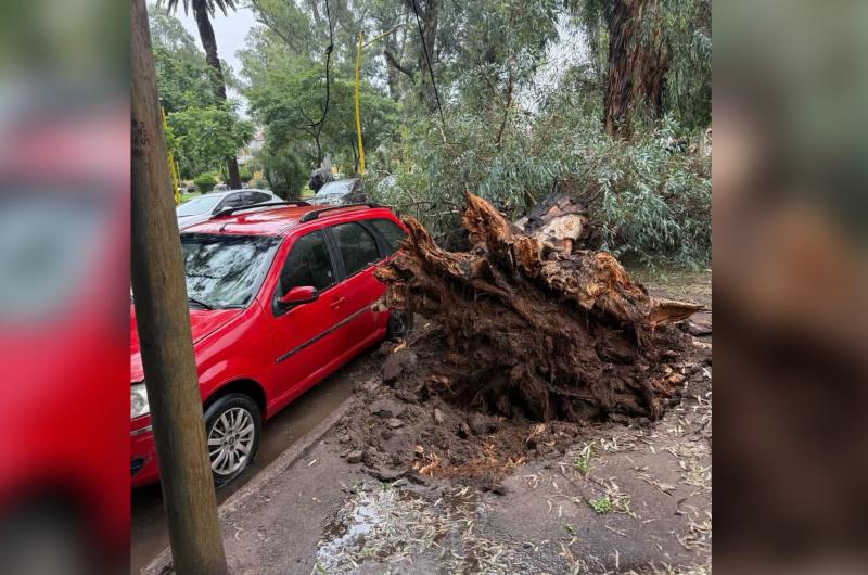 Temporal en la Capital- cayoacute un eucalipto en el Parque Aguirre y dantildeoacute autos