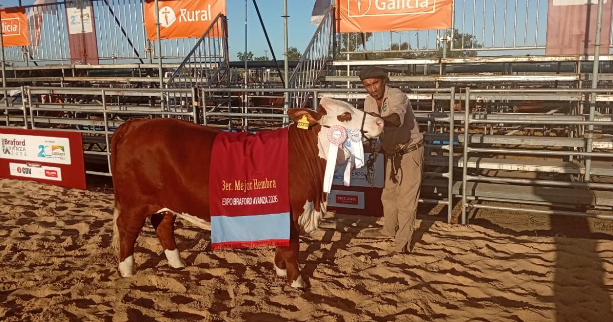 Dos vacas Braford criadas en Santiago fueron elegidas campeonas en sus categoriacuteas en la Expo Agro 2026