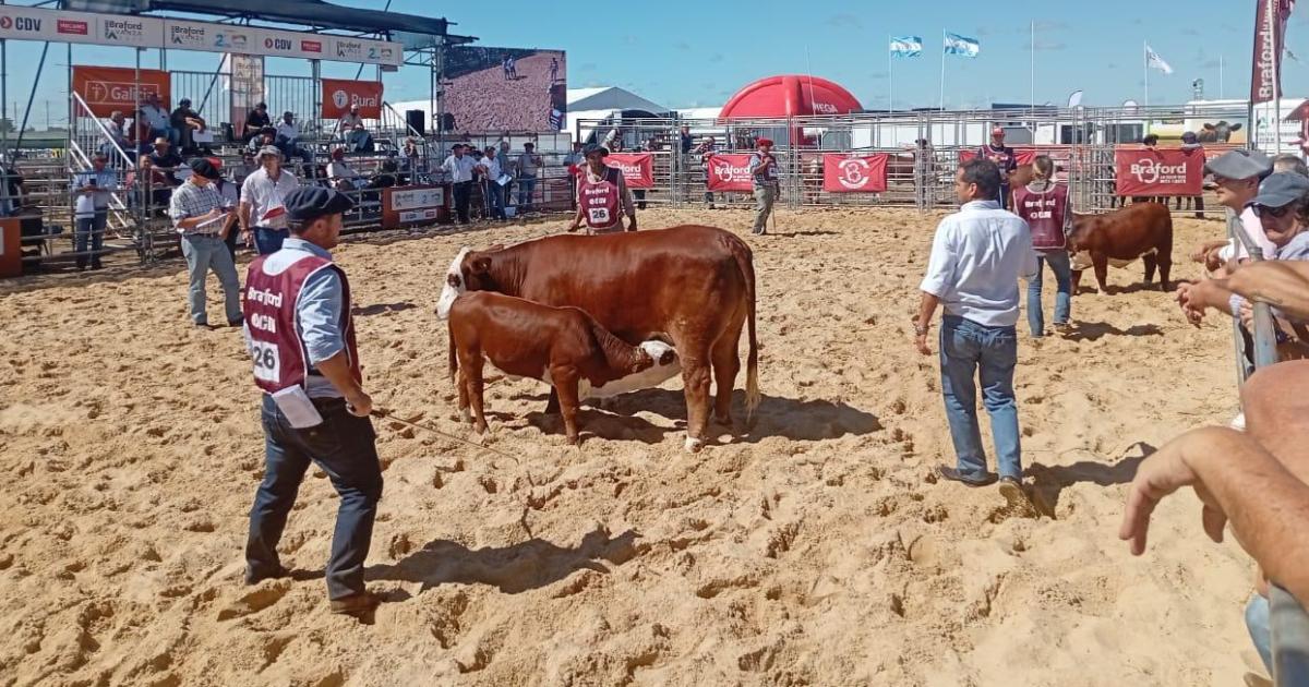 Dos vacas Braford criadas en Santiago fueron elegidas campeonas en sus categoriacuteas en la Expo Agro 2026