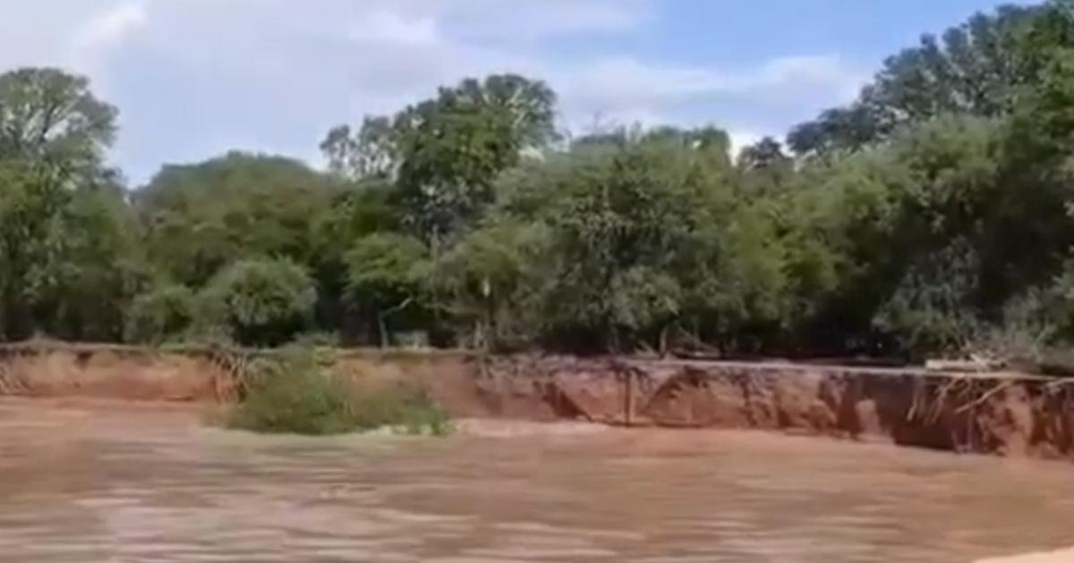 VIDEO  Impresionante crecida del riacuteo Salado socava la costa y provoca la caiacuteda de aacuterboles en Alberdi