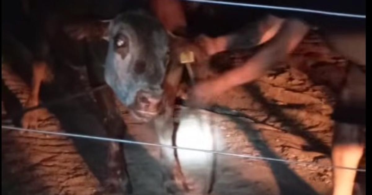 Cuatreros descubiertos cuando estaban por faenar una vaca