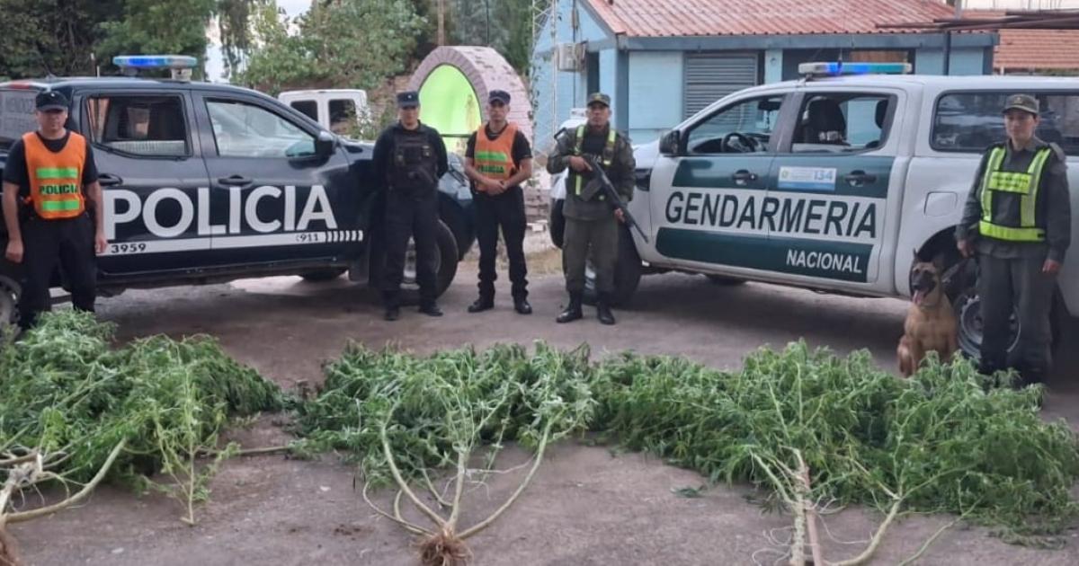 Insoacutelito hallazgo- plantas de marihuana de 180 metros sobresaliacutean del patio y delataron a la duentildea