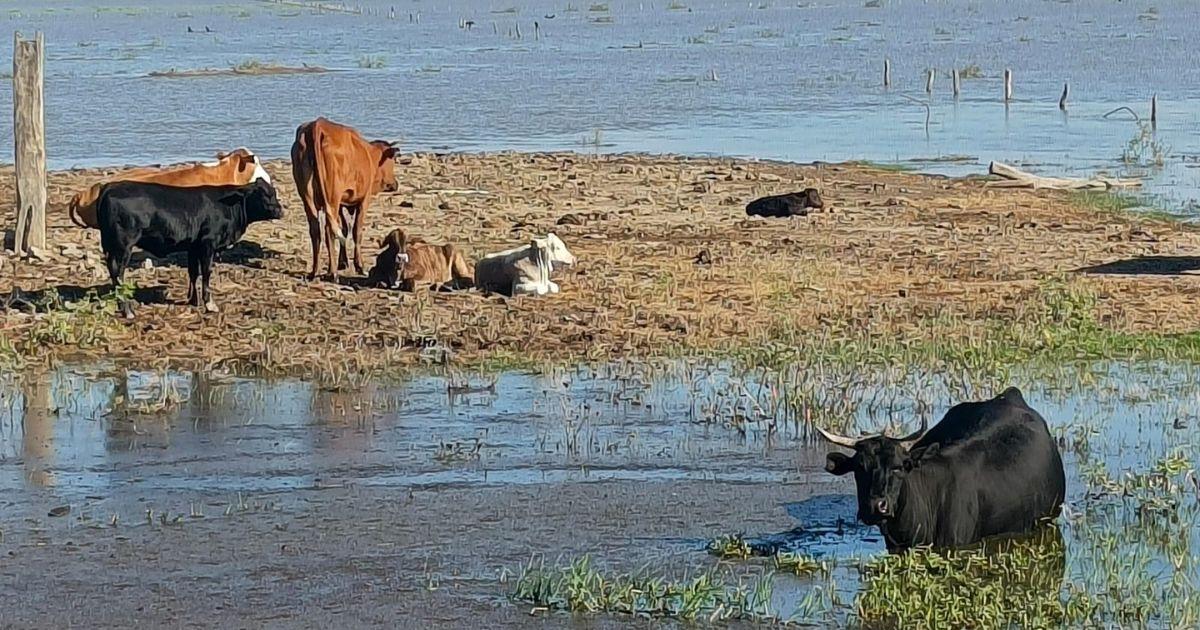 Los animales sufrieron el avance del agua (Foto- Hersilia Álvarez)