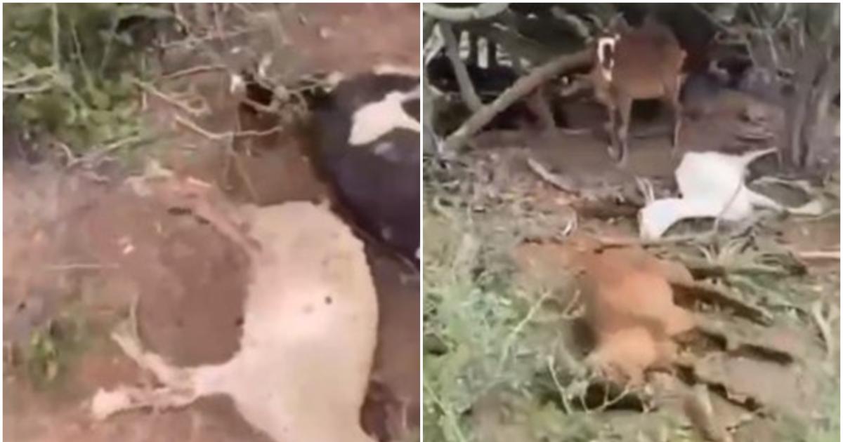 El dilema de Salavina- entre el agua y el sustento