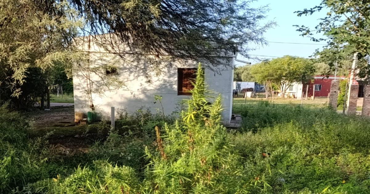 Sorpresa en Otumpa- planta de marihuana en un barrio