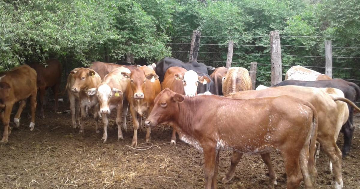 Varios productores alertan por nuevo caso de faena ilegal