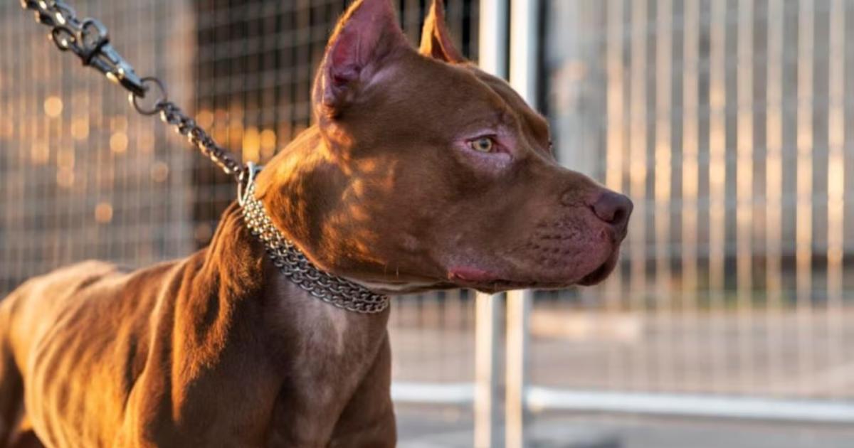 (Foto- Ilustrativa Freepik)