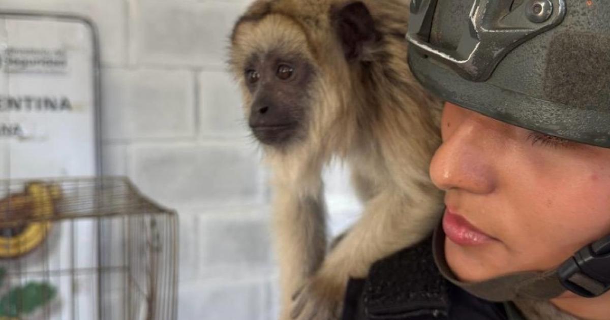 No era Punch- GNA rescatoacute un mono carayaacute en cautiverio en el Barrio Puerta de Hierro