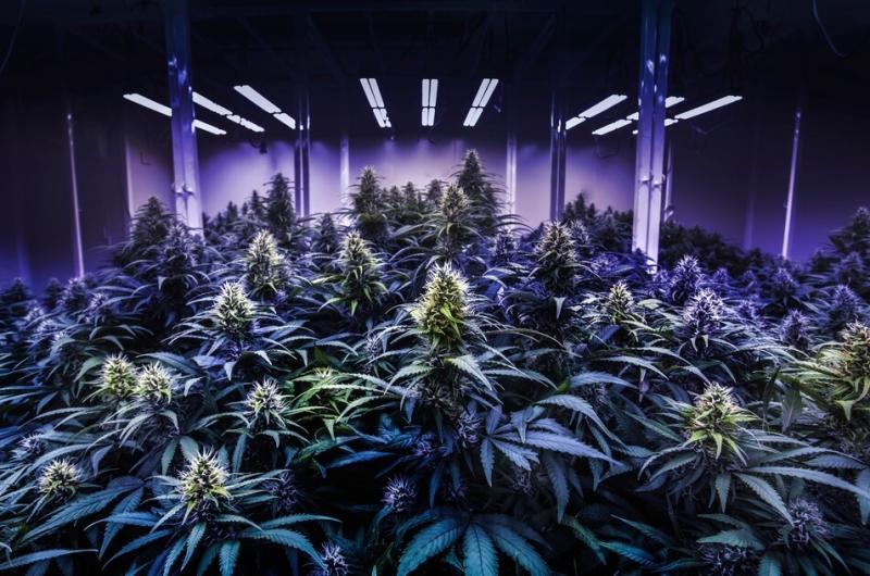 Cultivo de marihuana indoor Foto ilustrativa